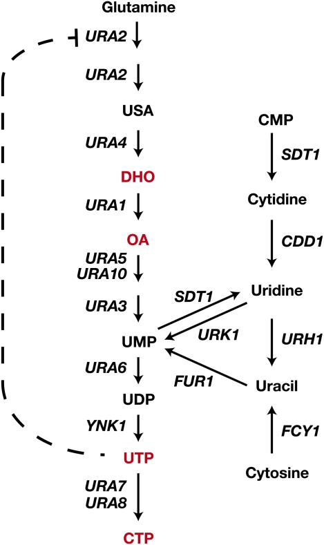 Figure 13 