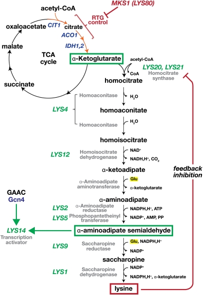 Figure 7 