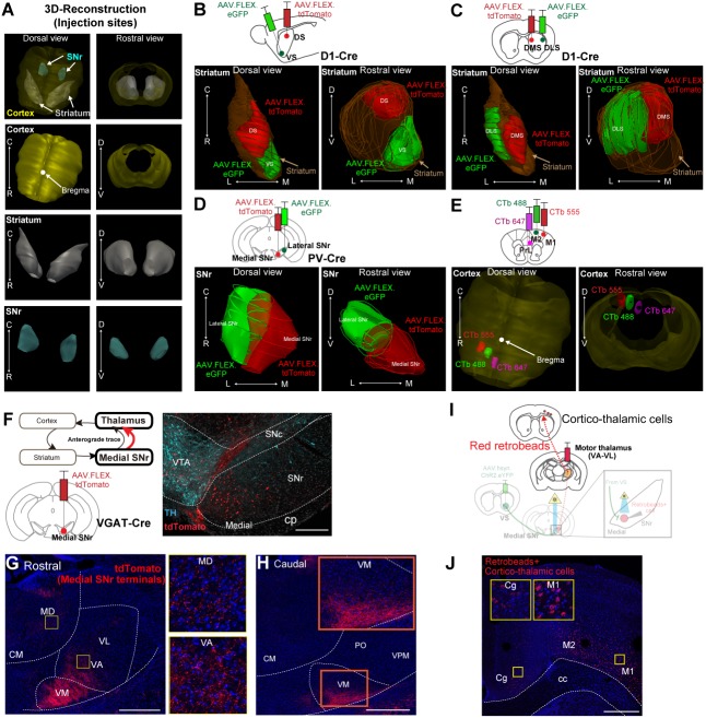 Figure 4—figure supplement 1.