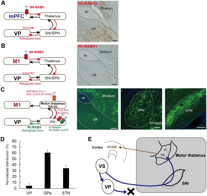 Figure 2—figure supplement 2.