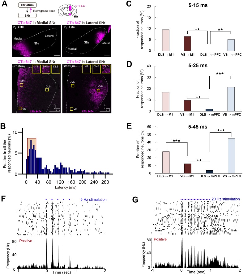 Figure 5—figure supplement 1.