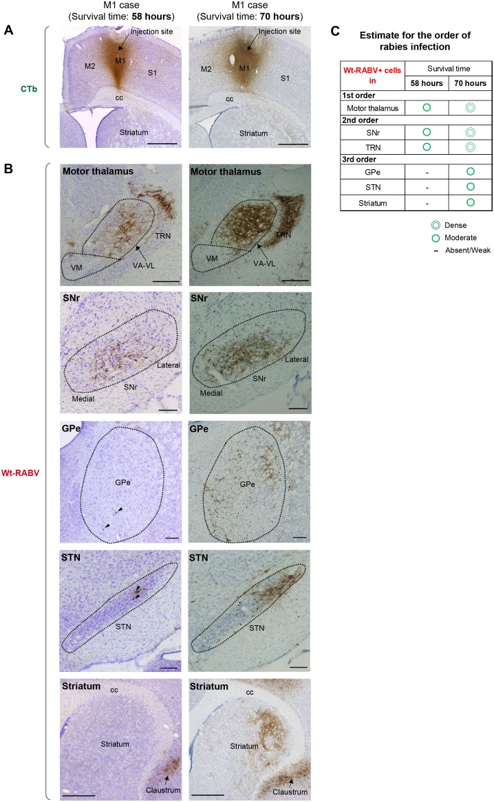 Figure 1—figure supplement 1.