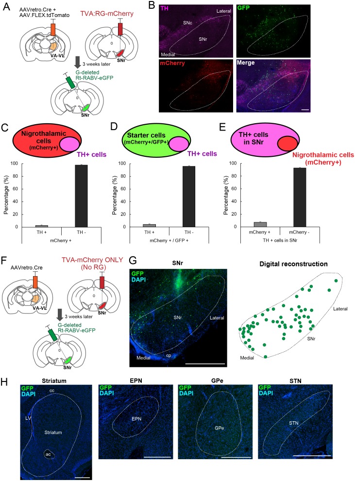 Figure 2—figure supplement 1.