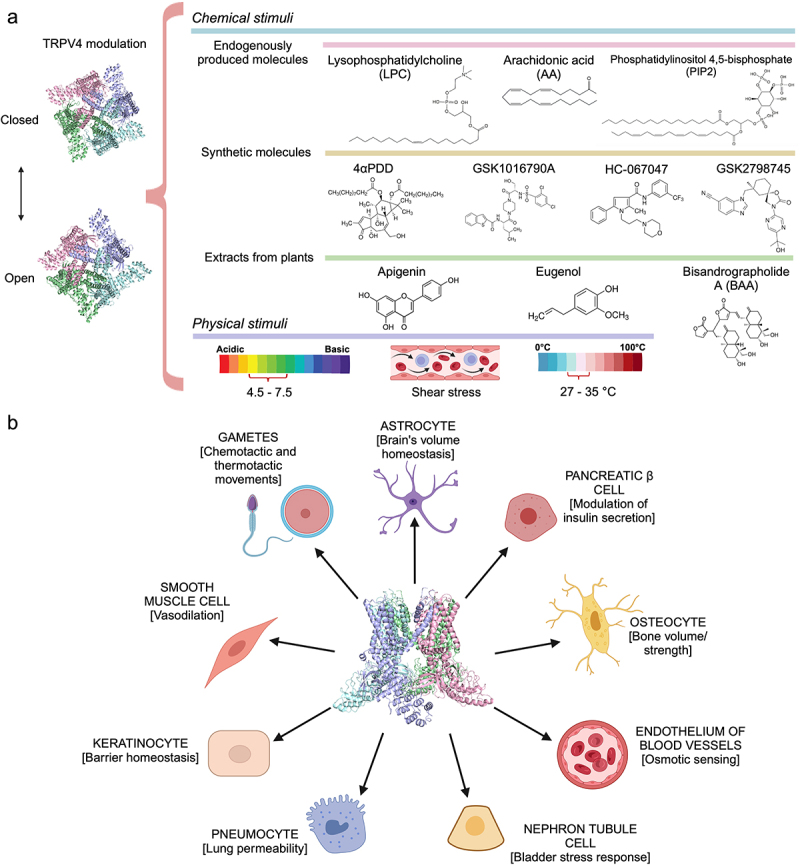 TRPV4 modulation and expression. a, endogenous (top), synthetic (middle) and plant-derived (bottom) molecules, as well as other activators of the TRPV4 channel (tetramer shown on left). b, Examples of some types of cells that express TRPV4 and roles of the ion channel in their function [52]. Created with PyMOL and BioRender.com.