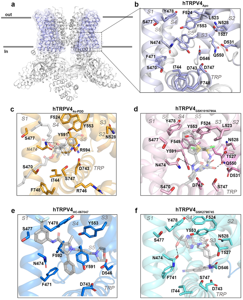 Human TRPV4 ligand binding site. a, TRPV4 in the apo conformation with ligand binding sites (light purple). b, Amino acid residues that bind ligands shown in c and d. c, TRPV4 channel in the open-state in complex with agonist 4α-PDD (orange ribbon) or d, with agonist GSK1016790A (pink ribbon). e, TRPV4 in the closed-state in complex with antagonist HC-067047 (blue ribbon) or f, with antagonist GSK2798745 (cyan ribbon) [52, 53]. Created with PyMOL and BioRender.com.