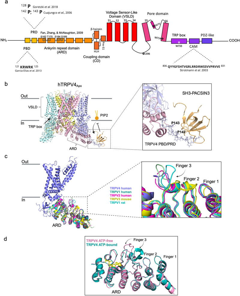 Domain organization of the TRPV4 channel. a, schematic representation of a subunit of TRPV4 and of important functional domains. b, side (left) view of a human TRPV4 tetramer and zoom (right) view of PIP2 (PBD) and PACSIN3 binding domains and the proline rich domain (PRD). c, Superimposition of ankyrin repeat domains (ARD) of several TRPV channels. d, Conformational changes in the ARD with or without bound ATP. Created with PyMOL and BioRender.com based on references [43, 52, 99, 101-103].