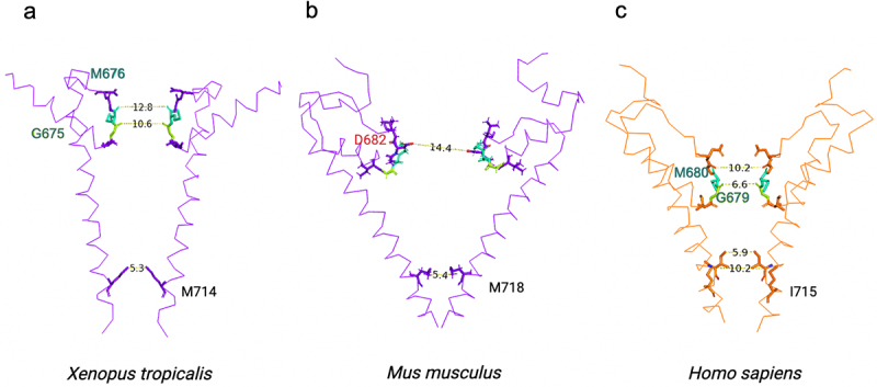 Pore domain of TRPV4. Apo state of the pore regions of the TRPV4 channel from a, frog, b, mouse, and c, human. Distances between residues in the selectivity filter (upper region) and the gate (bottom region) [45, 52, 131]. Created with PyMOL and BioRender.com.