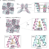 Comparison between hTRPV4 and mTRPV4 channels. a, Human TRPV4 (hTRPV4; pink ribbons) and mouse (mTRPV4, cyan ribbons) in the apo state (left and middle) and detail of the pore domain (right; gate residues at I715 (human, green sticks) or M718 (mouse, orange sticks). Cross-pore distances are shown with dotted lines. b, TRPV4 channel structure in the open state in complex with the agonist GSK1016790A (left). Detail of GSK1016790A in the ligand binding pocket between the S1-S4 and the TRP box (human, pink ribbons; mouse, cyan ribbons) [53, 131]. Created with PyMOL and BioRender.com.