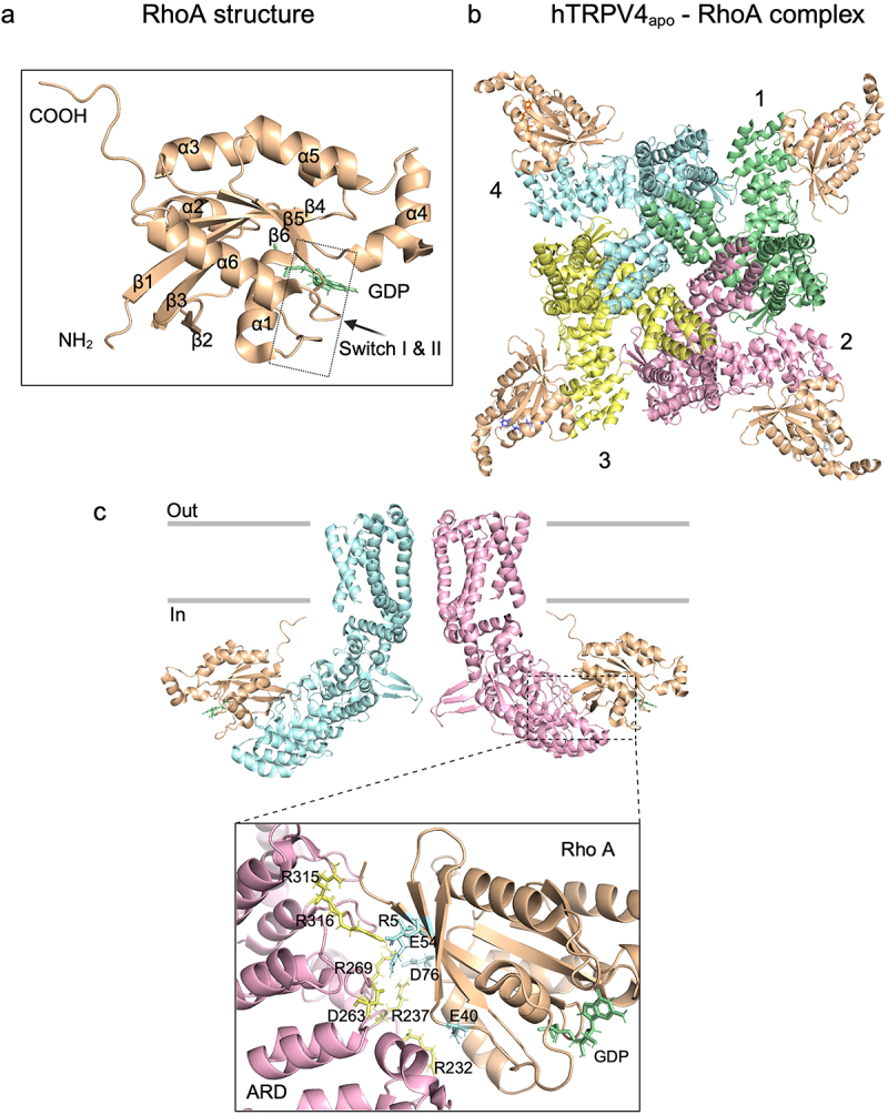 hTRPV4 interactions with RhoA GTPase. a, GDP (green sticks) bound to RhoA. b, Human TRPV4 tetramer (top view) in complex with RhoA. c, Side view of two TRPV4 subunits bound to RhoA (top) and detail of the interface between the ARD of hTRPV4 (yellow sticks) and the β sheets of RhoA (blue sticks) [52, 53]. Created with PyMOL and BioRender.com.