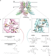 The “vanilloid pocket” in TRPV4. a, Human TRPV4 tetramer in the apo state. Detailed view of the ligand binding pocket between the S1-S4 and the TRP box with key amino acid residues. for b, endogenous (pink ribbons, orange sticks) or c, synthetic (cyan ribbons, orange sticks) ligands [52]. Created with PyMOL and BioRender.com.