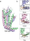 The S4-S5 linker/TRP box interface. a, Superimposition of the S4-S6 and the TRP box of TRPV4 from several species (lateral view) b, Detail of the interaction zone between the S4-S5 linker and the TRP box, same species as in (a) [52, 53, 131]. Created with PyMOL and BioRender.com.