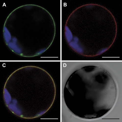 Fig. 5.