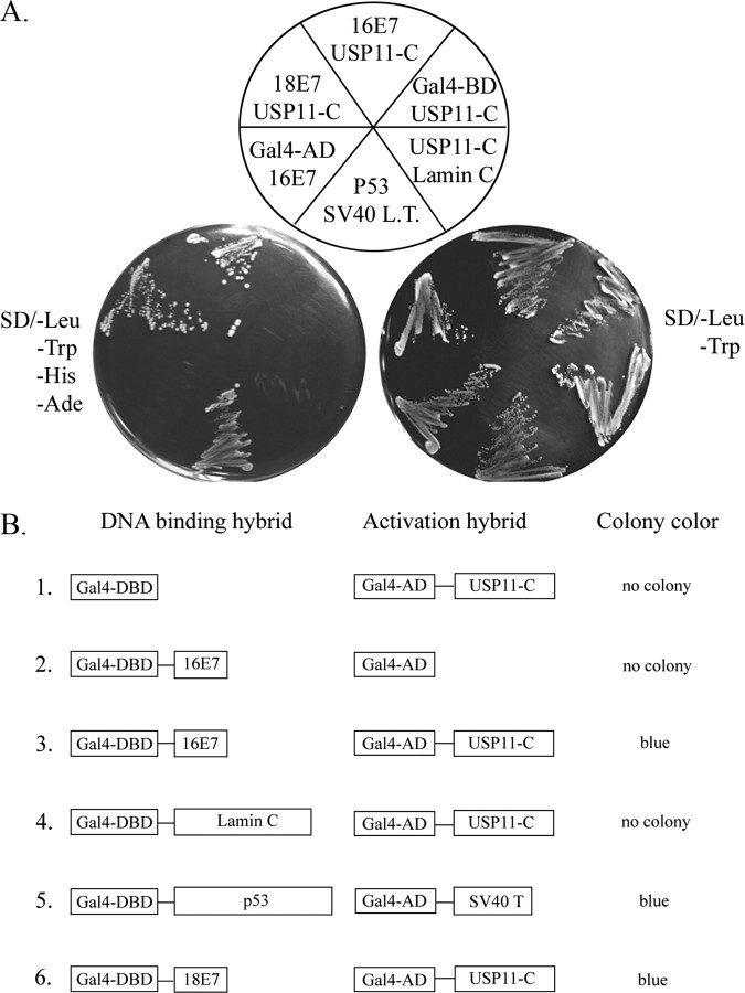 FIGURE 1.