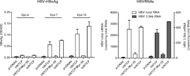 Figure 6—figure supplement 1.