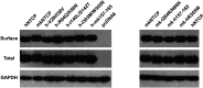 Figure 7—figure supplement 2.