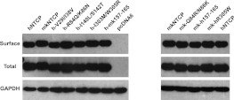 Figure 7—figure supplement 2.