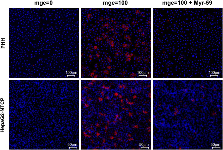 Figure 6—figure supplement 2.