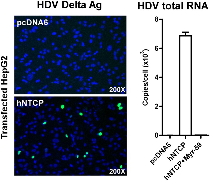 Figure 5—figure supplement 1.