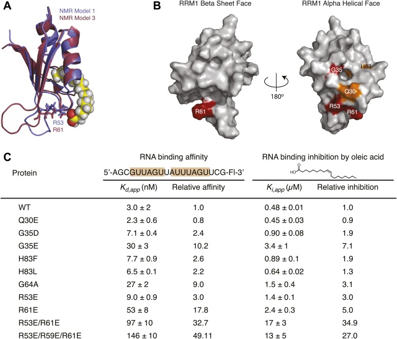 Figure 3—figure supplement 1.