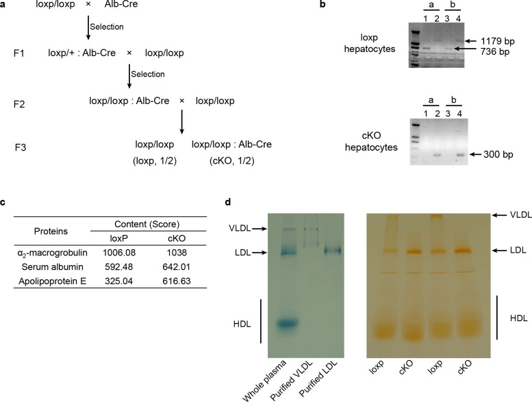 Figure 1—figure supplement 1.