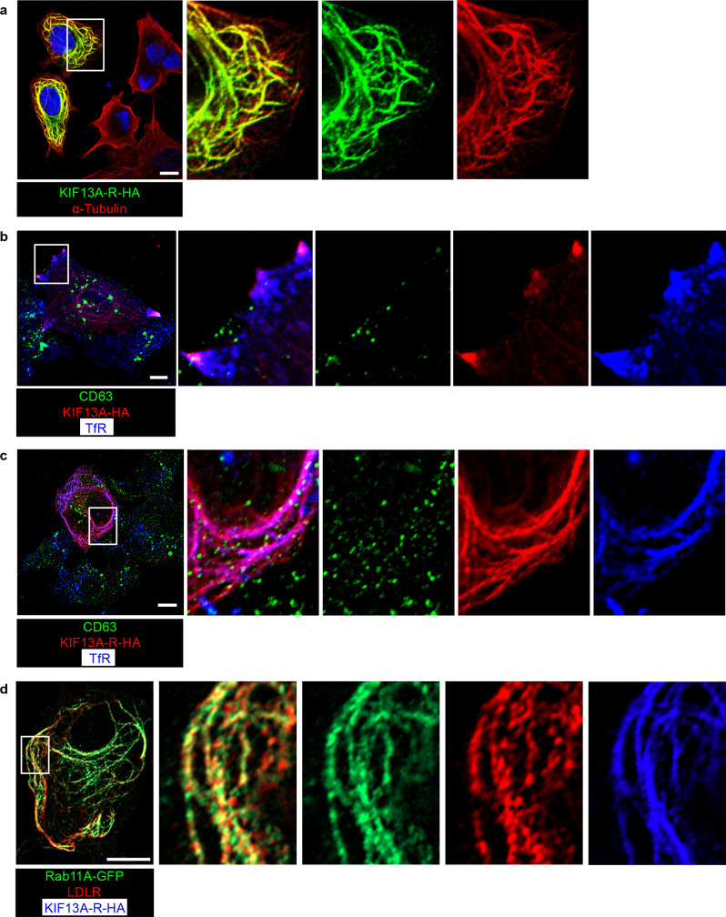 Figure 4—figure supplement 2.