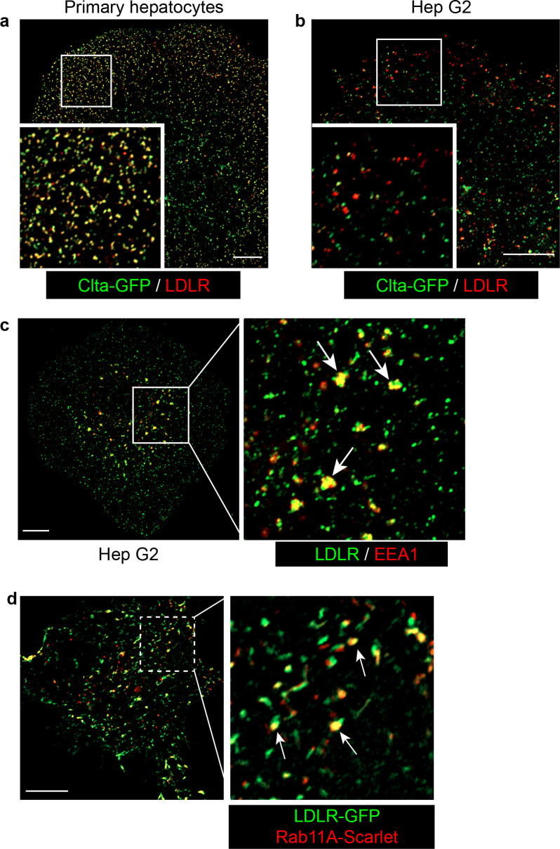 Figure 4—figure supplement 1.