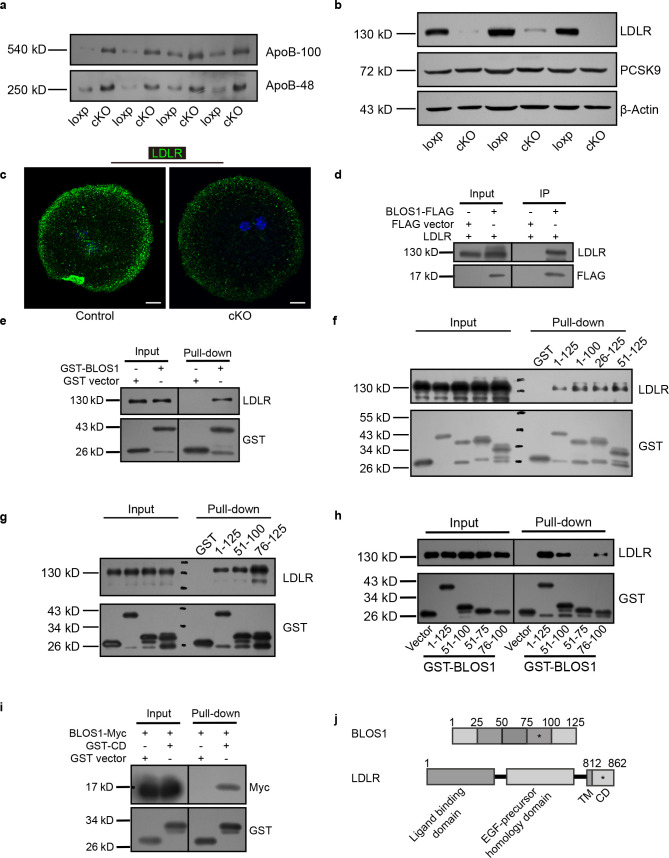 Figure 2—figure supplement 1.