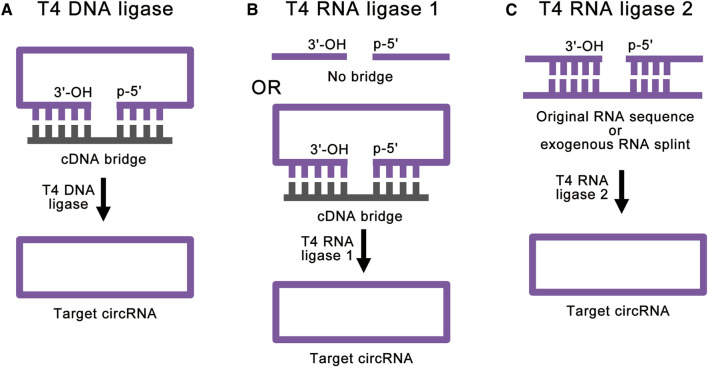 FIGURE 3