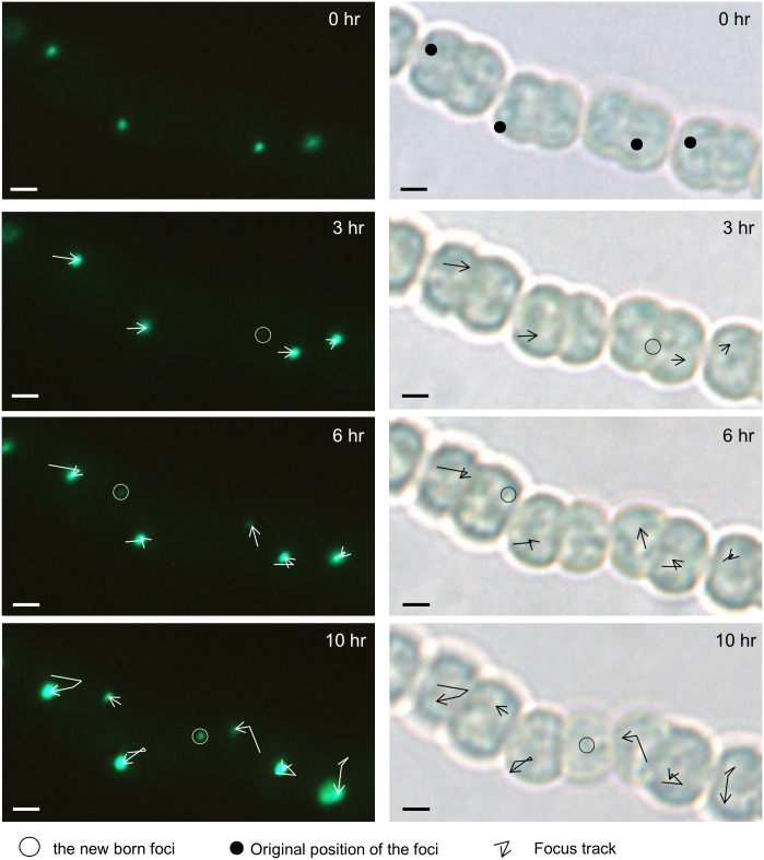 Fig 2