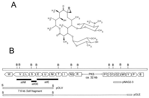 FIG. 1