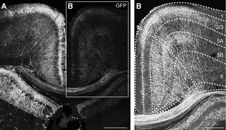 Fig. 6