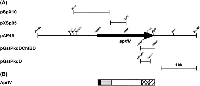 FIG. 1.