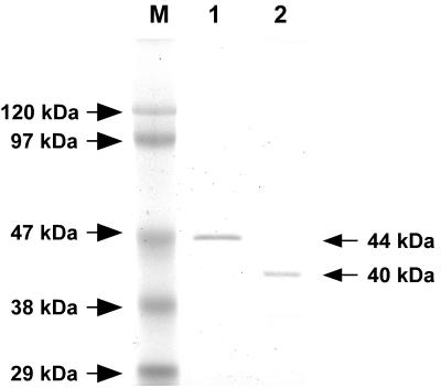 FIG. 5.