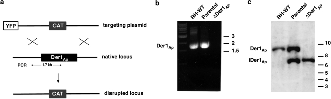 FIGURE 3.