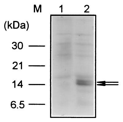 FIG. 6