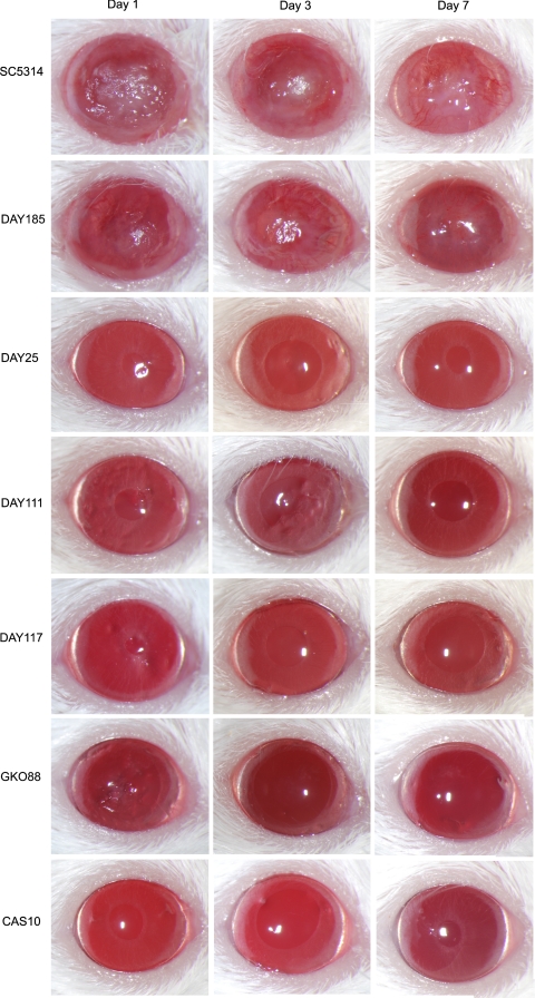 Figure 3.