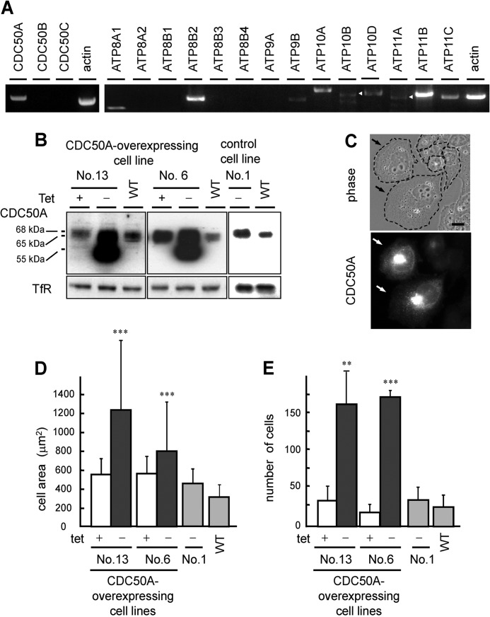 FIGURE 1.