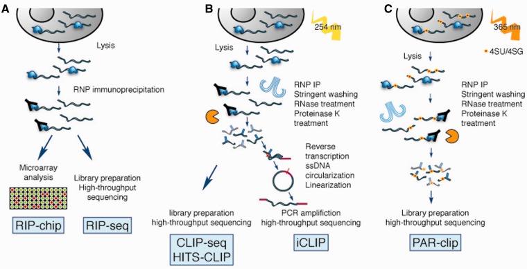 Figure 3: