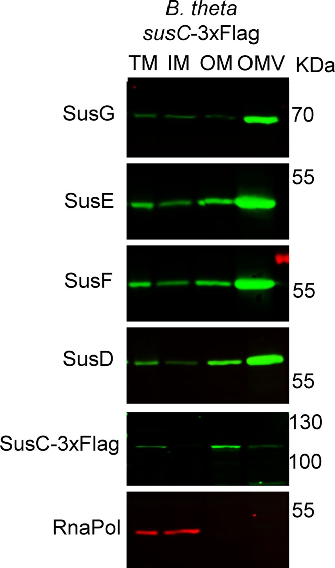 FIG 5