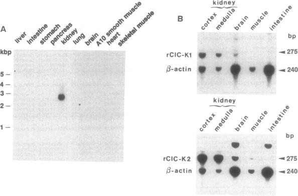 graphic file with name pnas01137-0240-a.jpg