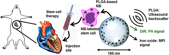 graphic file with name nihms-1687666-f0001.jpg