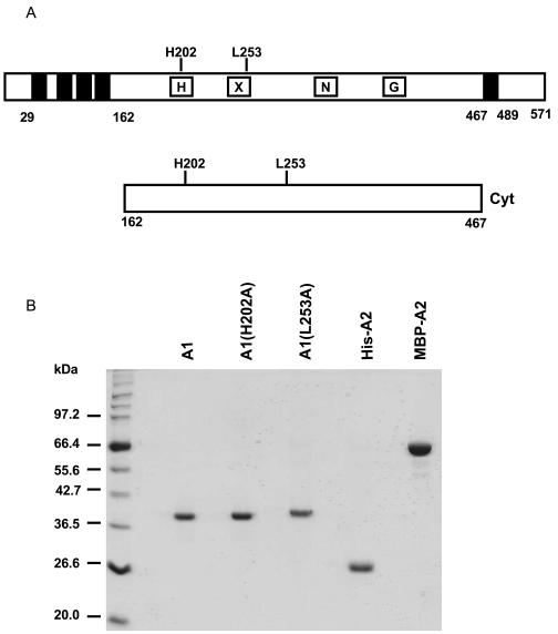 FIG. 1.