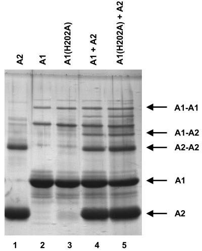 FIG. 6.