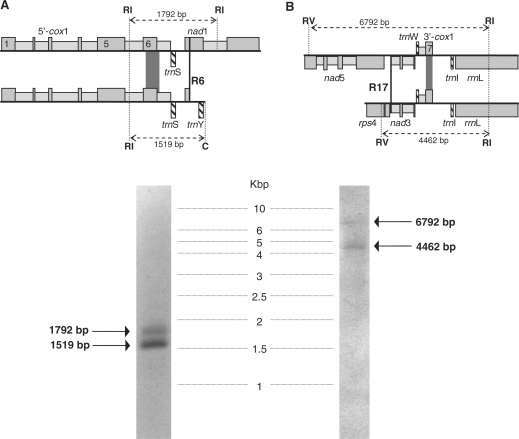 Figure 6.