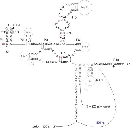 Figure 5.