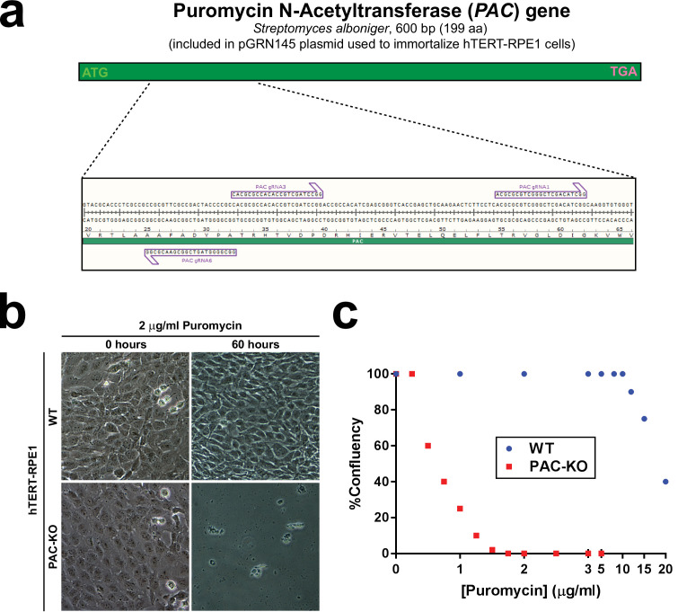 Figure 4—figure supplement 1.