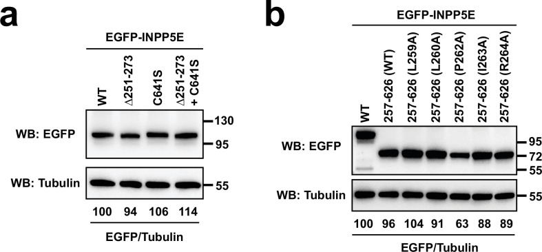 Figure 3—figure supplement 2.