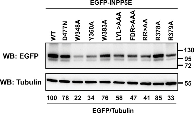 Figure 2—figure supplement 2.