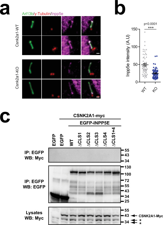 Figure 7—figure supplement 1.