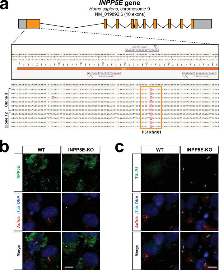 Figure 4—figure supplement 2.